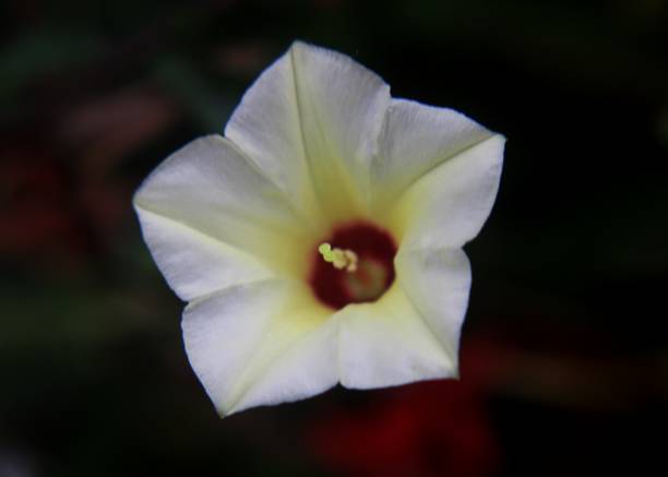 small yellow color flower seen in a home garden in sri lanka stock photo