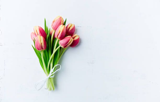 tulipanes de primavera sobre fondo de madera pintada de blanco. lay plano. copiar espacio - tulip bouquet fotografías e imágenes de stock
