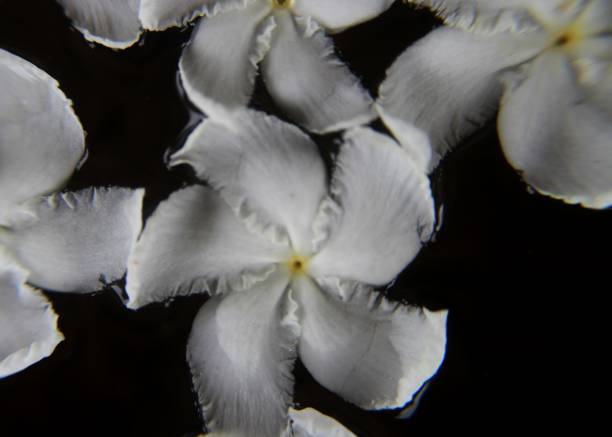 white color Ervatamia divaricata , wathusudda flower in a water container seen in a home in Sri Lanka stock photo