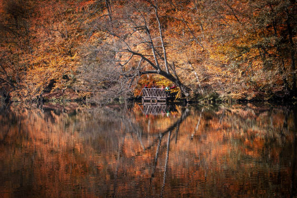 yedigöller reflection forest - woods reflection famous place standing water imagens e fotografias de stock