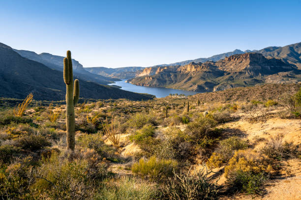 Saguaro cactus on deesert land overlooking Apache Lake  in Tonto National Forest