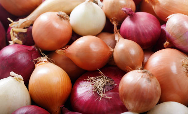 istock fresh colorful onions as background 1131812045