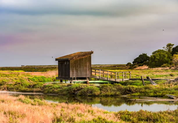 istock Life at the wetlands 1131812431