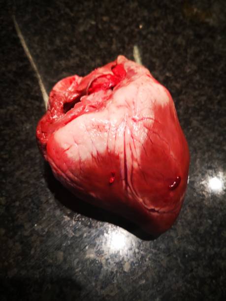 corazón de un cerdo, anatomía, órgano - anatomy animal vein blood human artery fotografías e imágenes de stock
