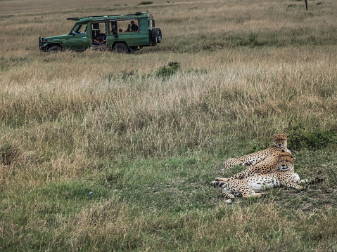 Masai Mara, Kenya - September 6, 2018. Three cheetahs rest in the savannah waiting for the evening to hunt. In the background a tourist jeep observes them