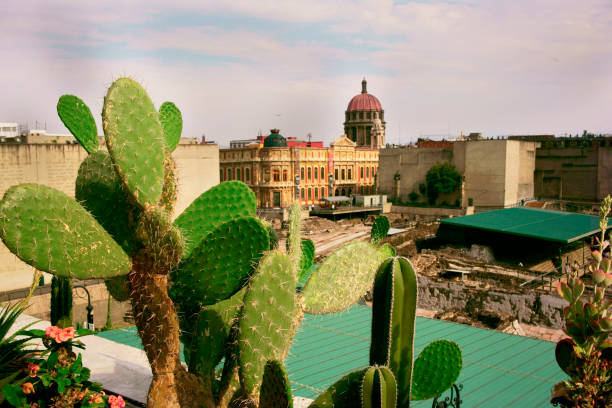 Cactus in the Mexican city