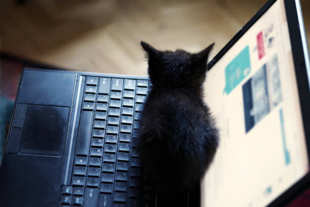 istock A little black kitten is sitting on a laptop. Selective focus 1131813523