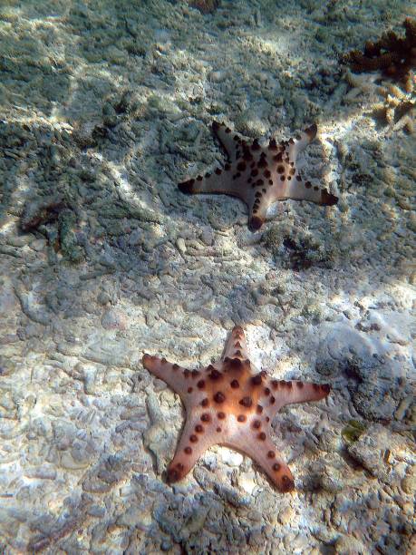 istock Starfishes in Malapascua island, Philippines 1131813699
