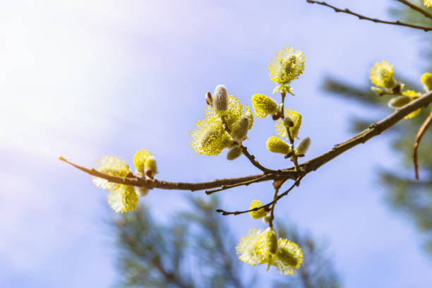 istock Blooming willow buds. Spring nature awakening concept 1131813818
