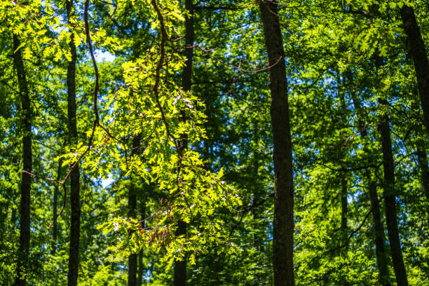 summer landscape inside an Apennines wood in Val D'Agri, Basilicata