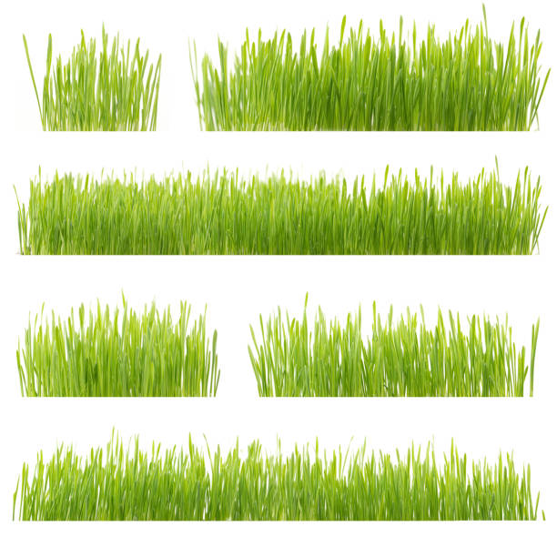 свежая зеленая пшеничная трава изолирована на белом фоне - ground green wheatgrass isolated стоковые фото и изображения