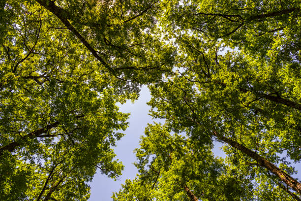 istock landscape inside an Apennines woodland in Val D'Agri, Basilicata 1131815028