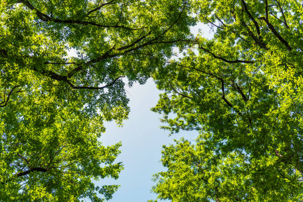 istock landscape inside an Apennines woodland in Val D'Agri, Basilicata 1131815253