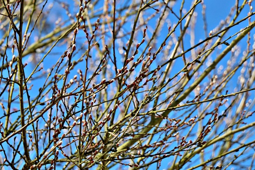 Pussy willow (Salix caprea)  branches in early spring nature. Bright blue sky.