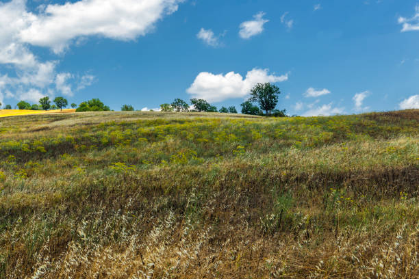 istock summer landscape in Val D'Agri, Basilicata 1131815643