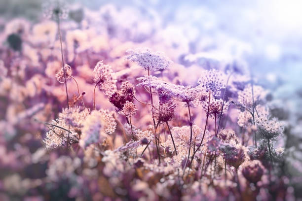 istock Flowering white flower in meadow in spring - beautiful nature 1131815647