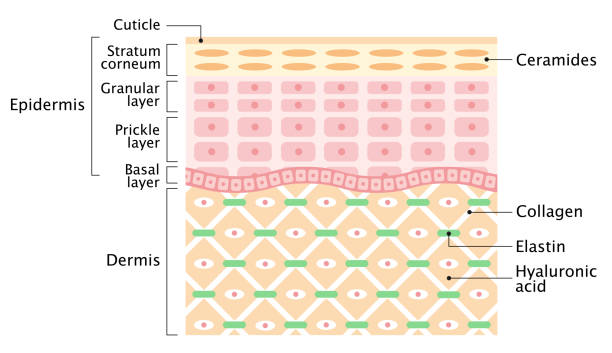 layers of the Human skin. skin care and health concept structure of human skin layer isolated on white background. beauty and health concept epidermal cell stock illustrations