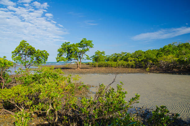 Mangroves Mangroves on the coast of Cape Tribulation. baumwurzel stock pictures, royalty-free photos & images