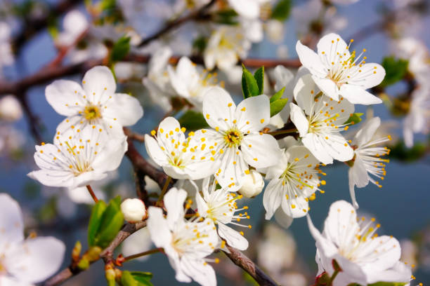 Spring In April 2,000+ Weather In Japan In April Stock Photos, Pictures & Royalty-Free ...