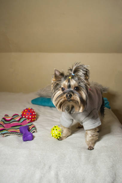 istock Cute yorkshire terrier sitting on the bed. 1131818118