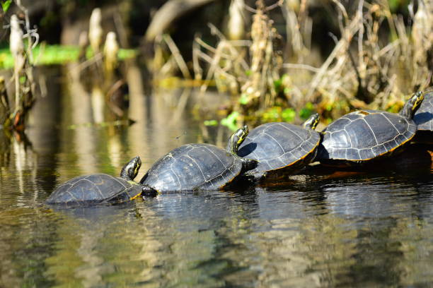 istock Turtles lined up on top of a floating log in a calm river 1131818135