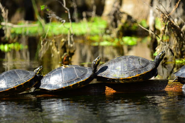 istock Turtles lined up and stretched out on a floating log in a calm river 1131818296