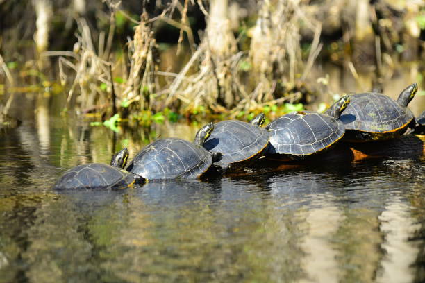 istock Turtles lined up on a floating log in a calm river with last one in the water 1131818373