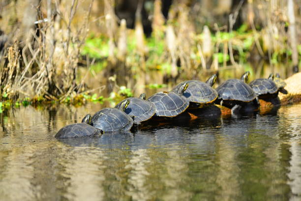 istock Turtles stacked up on a floating log in a calm river 1131818467