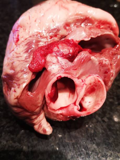 heart of a pig, anatomy, organ - anatomy blood animal vein human artery imagens e fotografias de stock