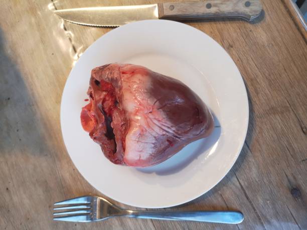 Heart of a pig, anatomy, organ stock photo
