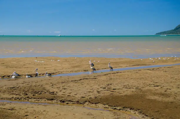 A group of pelicans on a beach in Cairns.