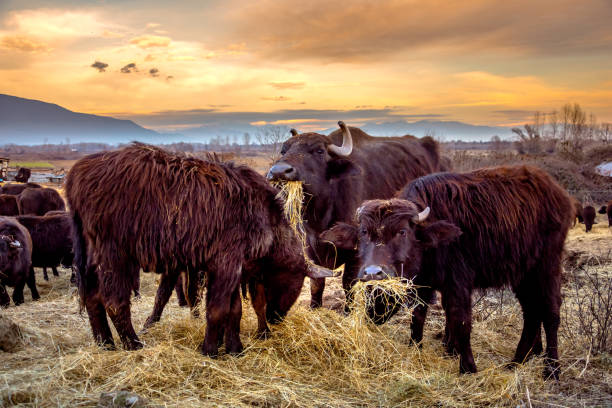 Buffaloes at lake Kerkini, Greece.