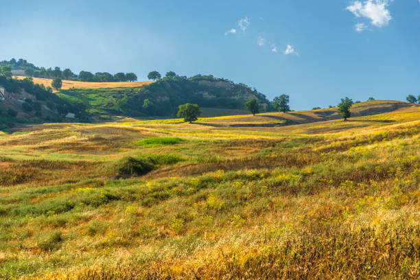 View of wheat fields