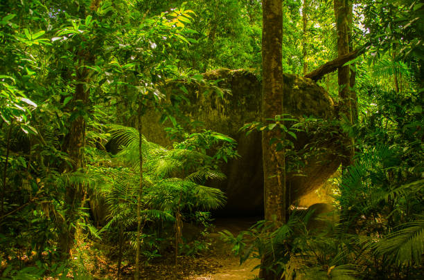Hike through the tropical rainforest near Mossman Gorge.