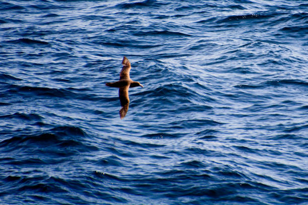 istock Albatross on the Drake Passage 1131822102