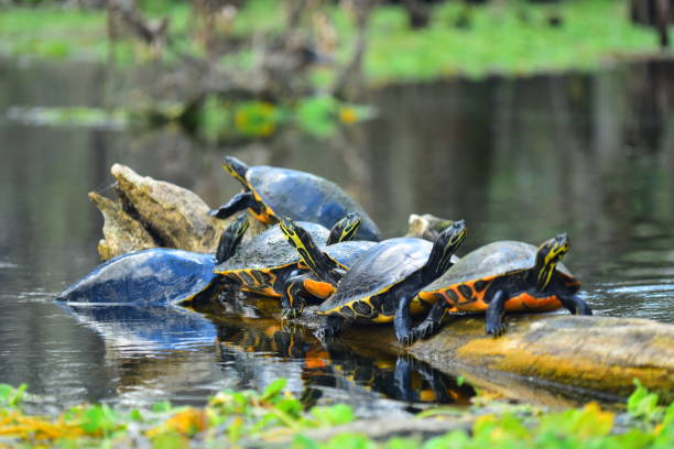 istock Turtles sunning on a floating log with one trying to climb up the side 1131822143