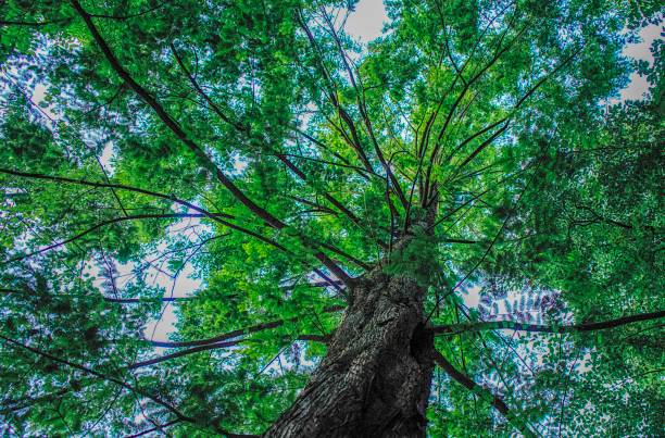 istock Green leaves and trees at summer 1131822791
