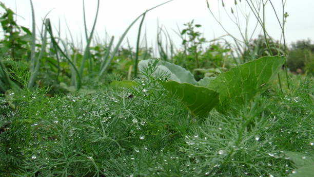 istock Freshness after the rain. dill. 1131822907