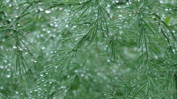 istock Freshness after the rain. Dill. 1131822909