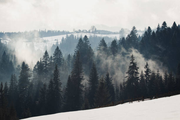 istock Dog grows up from forest in mountains. 1131825794