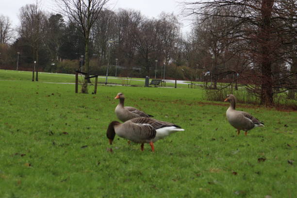 istock Birds in the city park , rotterdam 1131825952