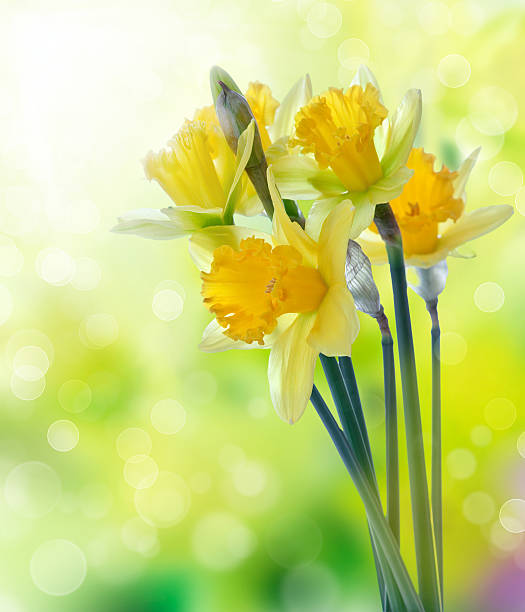 istock Yellow daffodil flowers on blurred background 113182737