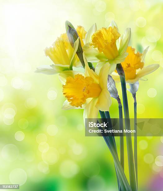 Yellow Daffodil Flowers On Blurred Background Stock Photo - Download Image Now - Backgrounds, Blossom, Bouquet