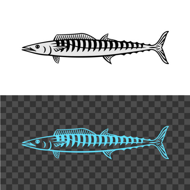 illustrations, cliparts, dessins animés et icônes de illustration de poisson wahoo. roi maquereau signe noir. - barracuda