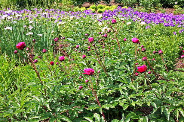 istock Peonies flowers buds in the flowerbed 1131827671
