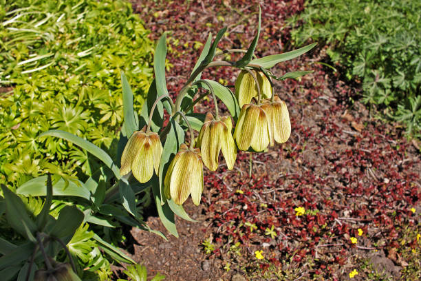 Fritillaria pallidiflora is a Asian species of flowering plants in the lily family