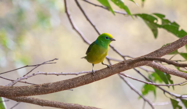 istock Beautiful and colorful tropical bird 1131827929
