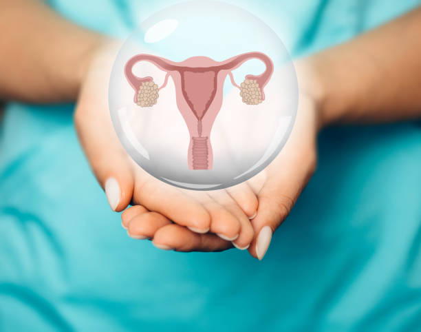 ginecologo che mostra un modello virtuale di utero e ovaie. sistema riproduttivo femminile - anatomical model immagine foto e immagini stock