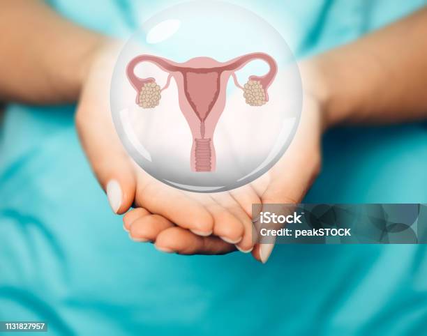 Gynecologist Showing A Virtual Uterus And Ovaries Model Female Reproductive System Stock Photo - Download Image Now
