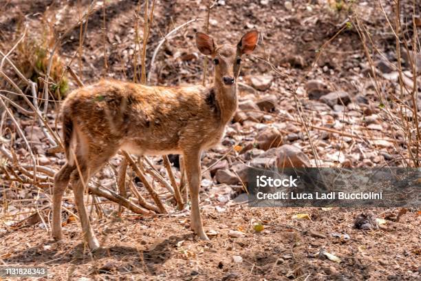 Female Sambar Deer In Rajasthan Forest Stock Photo - Download Image Now -  Animal, Animal Wildlife, Animals In The Wild - iStock
